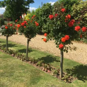 Super Trouper Standard rose Super Trouper Standard rose