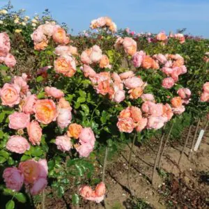 Sweet Jessica Standard Rose Sweet Jessica Standard Rose