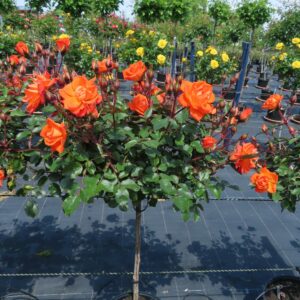 Wild Fire Standard Rose | Garden Roses