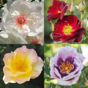 Bee-Friendly Rose Container Collection Bee-Friendly Rose Container Collection