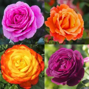 Bright Colours Rose Container Collection Bright Colours Rose Container Collection