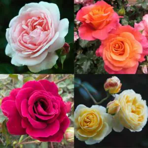 Climbing Rose Container Collection Climbing Rose Container Collection