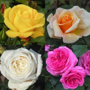 Mixed Rose Container Collection Mixed Rose Container Collection