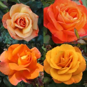 Orange Rose Container Collection Orange Rose Container Collection