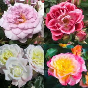 Patio Rose Container Collection Patio Rose Container Collection