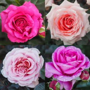 Pink Rose Container Collection Pink Rose Container Collection