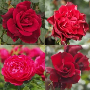 Red Rose Container Collection Red Rose Container Collection