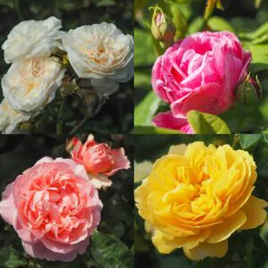 Shrub Rose Container Collection Shrub Rose Container Collection