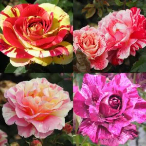 Striped Rose Container Collection Striped Rose Container Collection