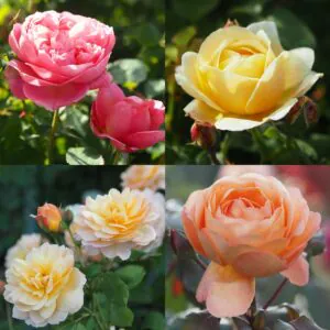 David Austin Rose Container Collection David Austin Rose Container Collection