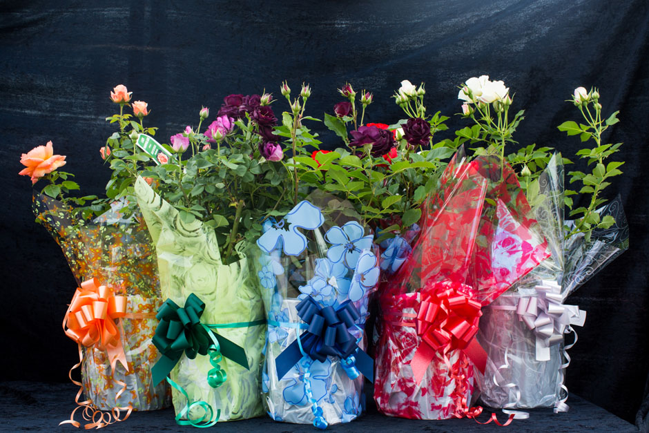 bareroot or potted roses | Style Roses