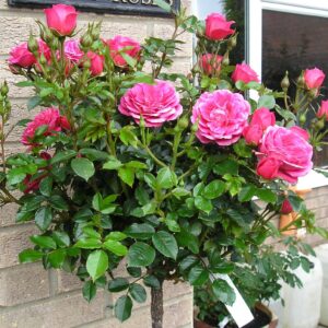 Rebecca Standard Rose