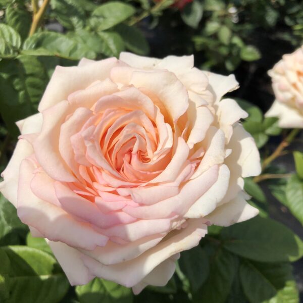 Brenda's Beauty