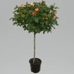 Snazzee Standard Rose