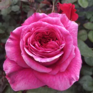 Sweet Pauline