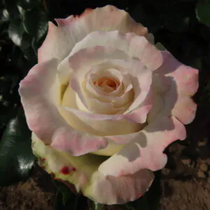 Sweet Sue