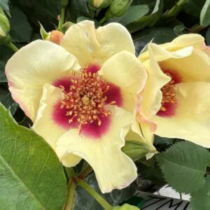 Oliver's Rose