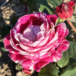 Timothy's Rose