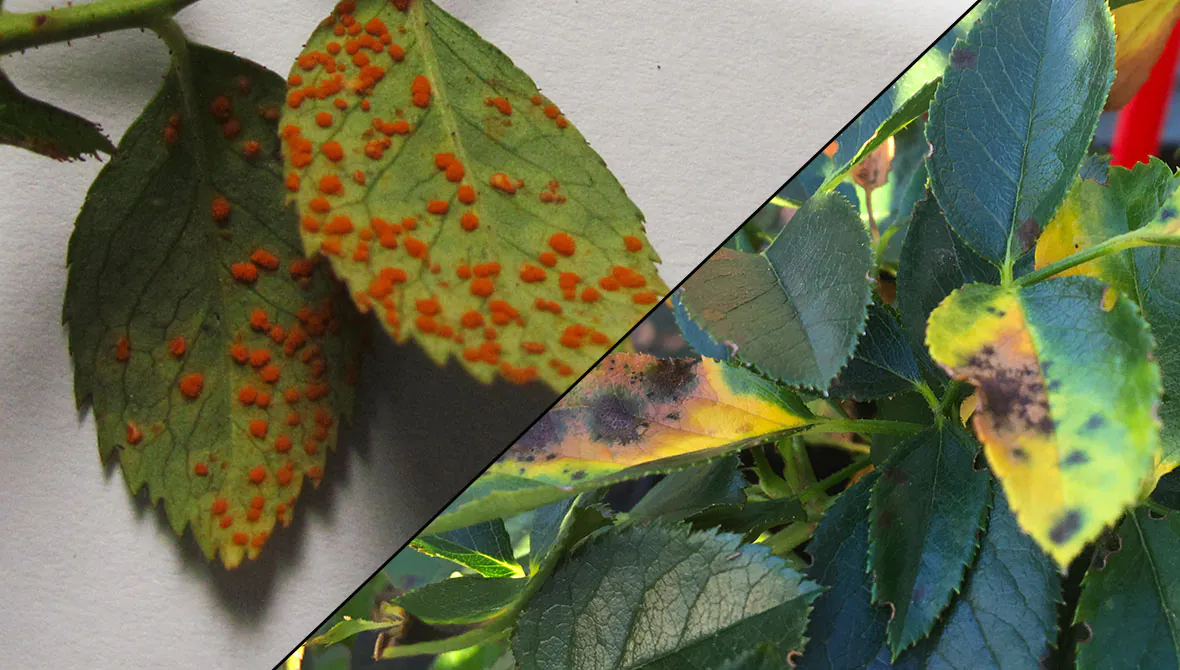 rose blackspot | Style Roses