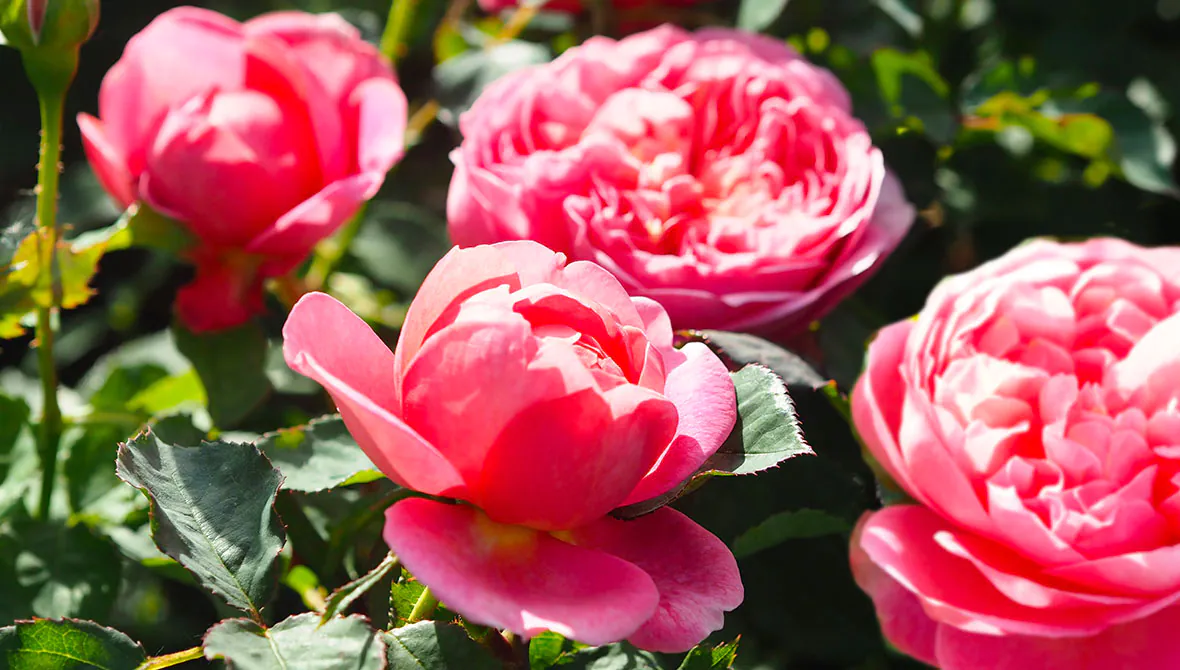 Pink roses | Looking after roses | Long term rose care | Style Roses