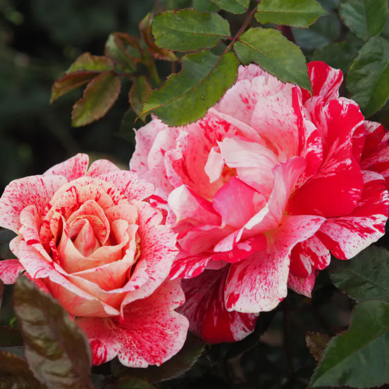 Pink Rose | Planting roses into your garden| Garden Roses