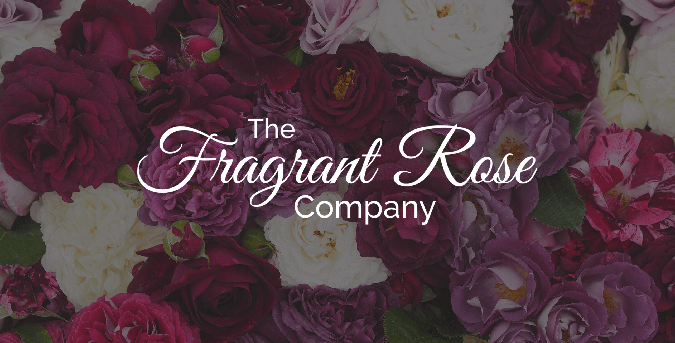 Fragrant Roses | Garden Roses | Style Roses