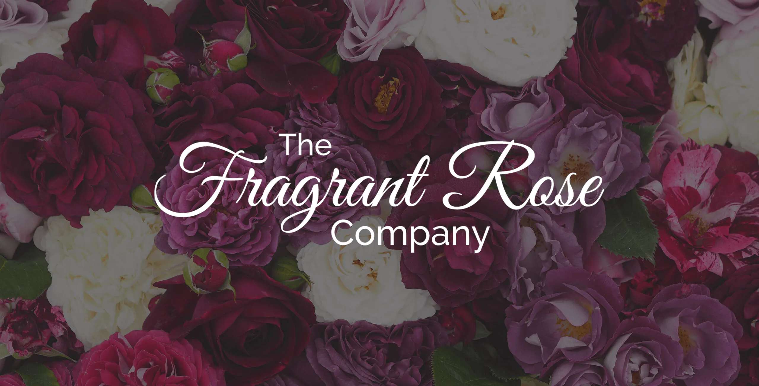 Fragrant Roses | Garden Roses | Style Roses