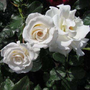 Alan's Rose
