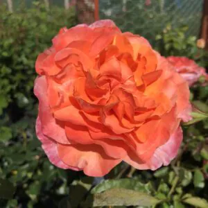 Audrey's Rose