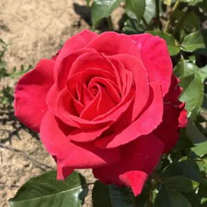 Ken's Rose