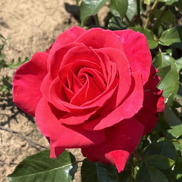 Ken's Rose