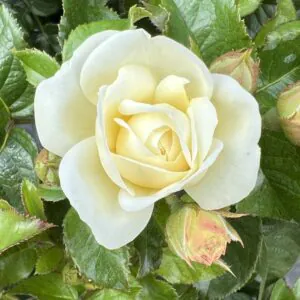 Stuart's Rose Stuart's Rose