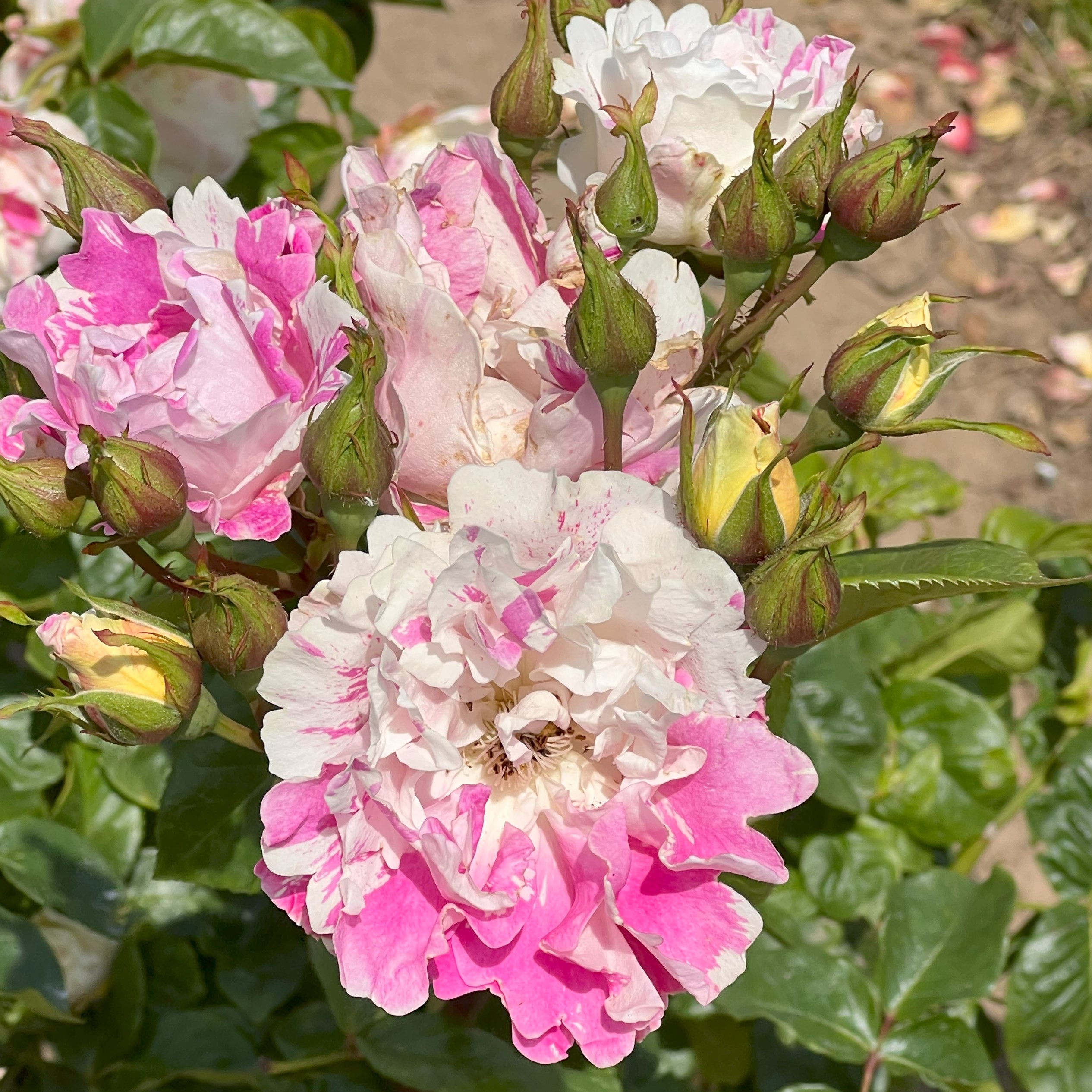 Andrea Ruth Andrea Ruth