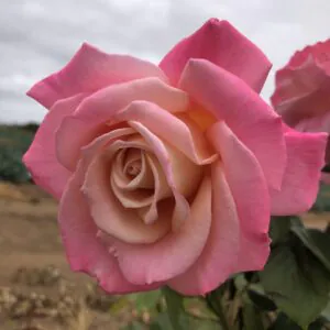 Dawn's Blush
