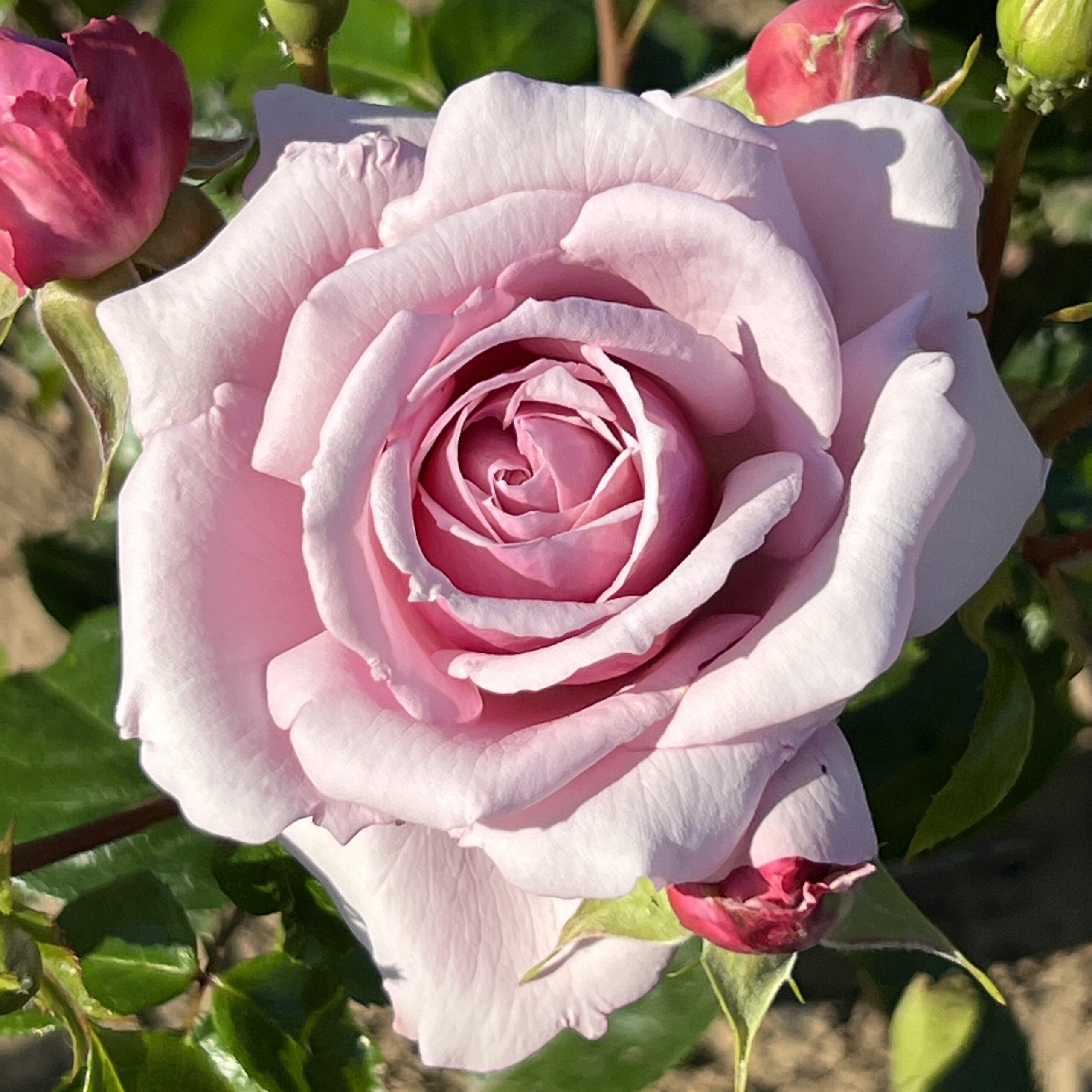 Fond Farewell Fond Farewell