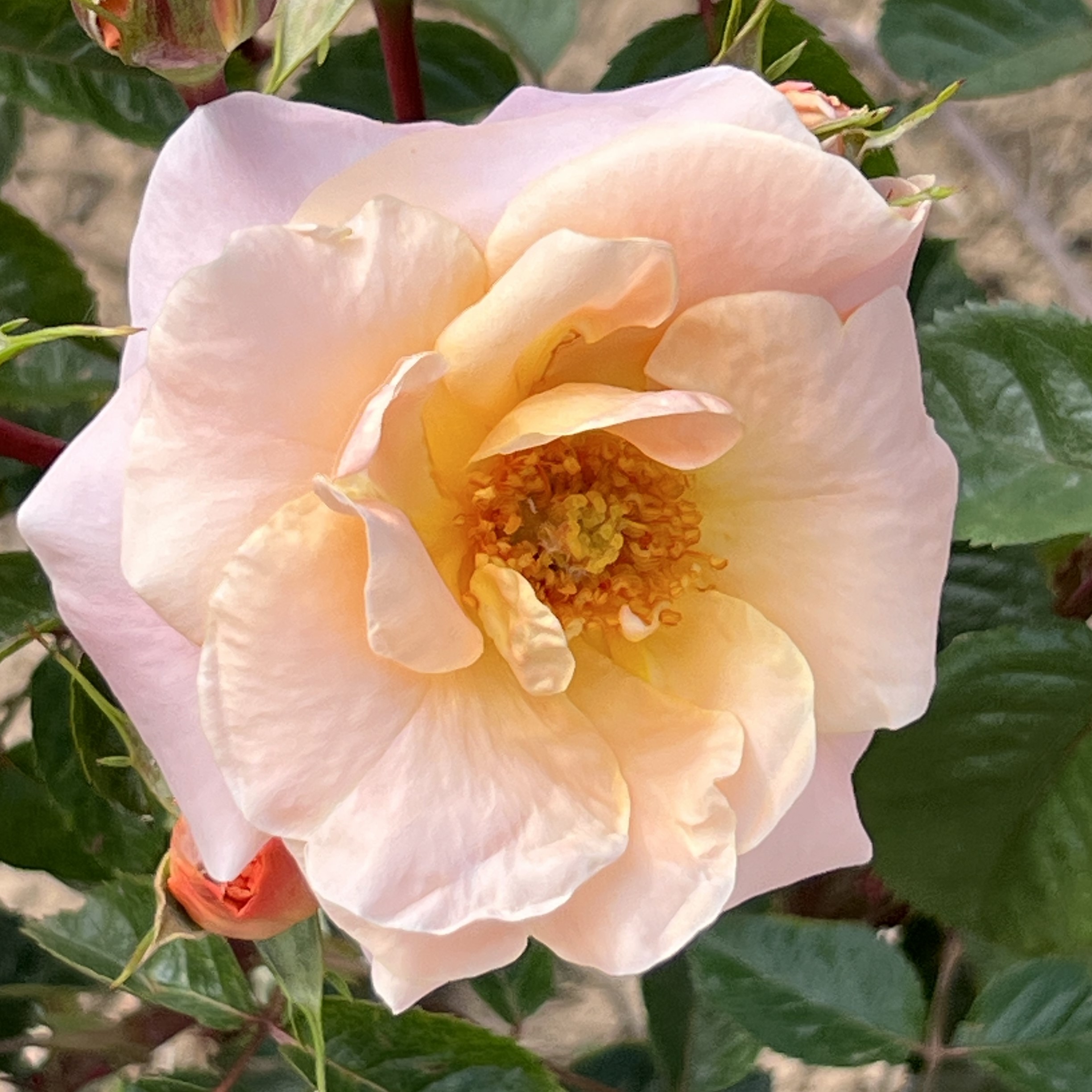 Jill's Joy Jill's Joy