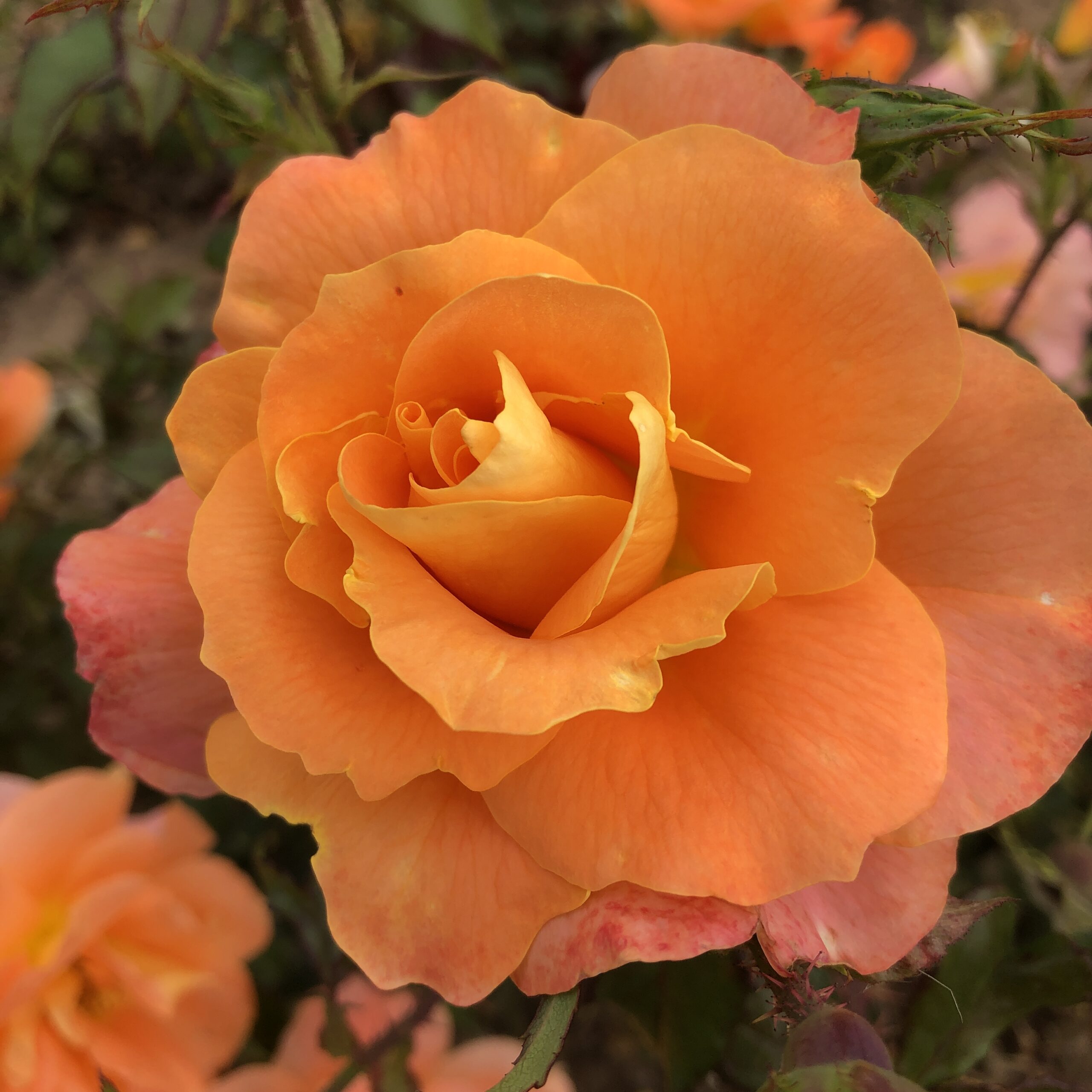 Rachel Marian Rachel Marian