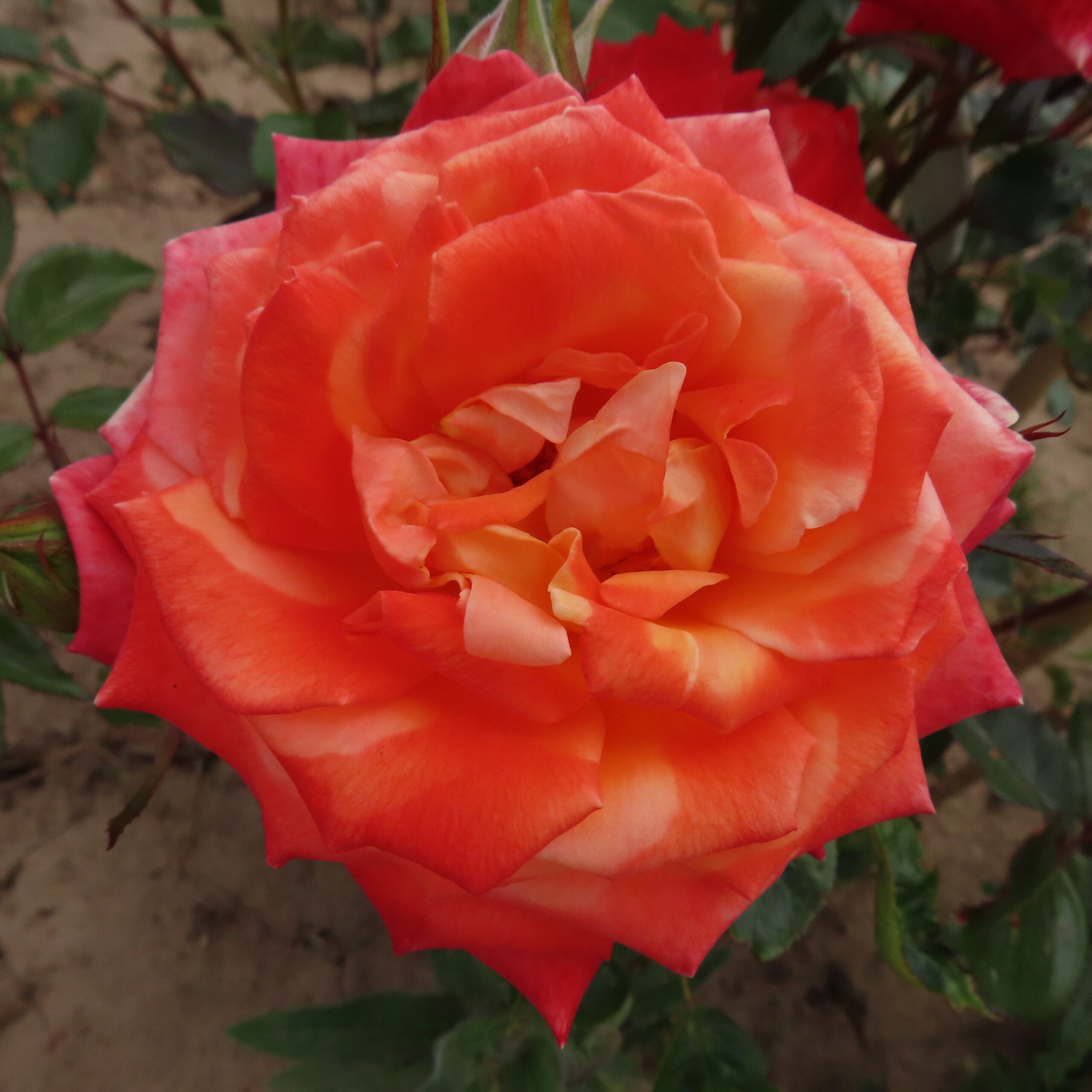 Rachel Marian Rachel Marian