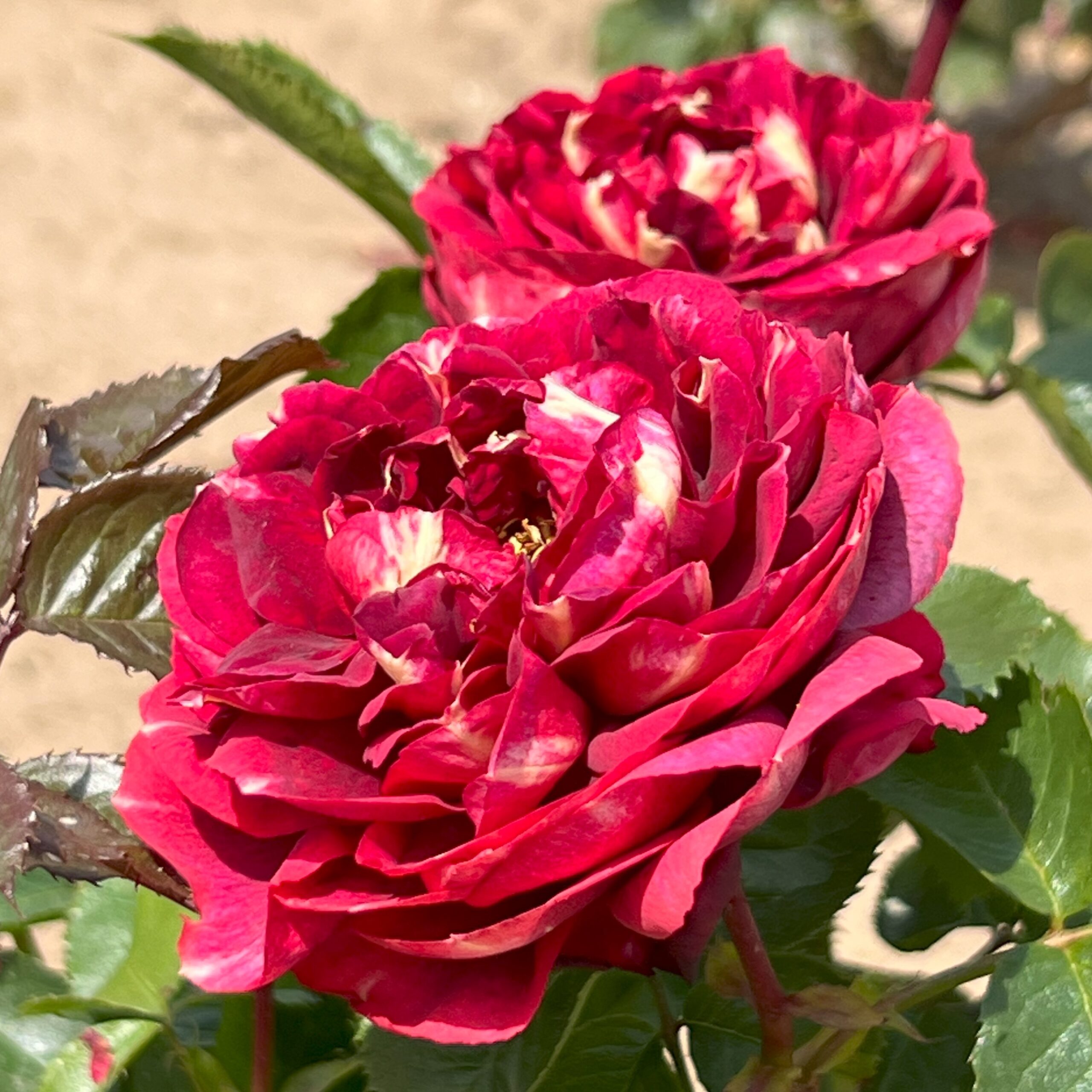 Shirley's Smile Shirley's Smile