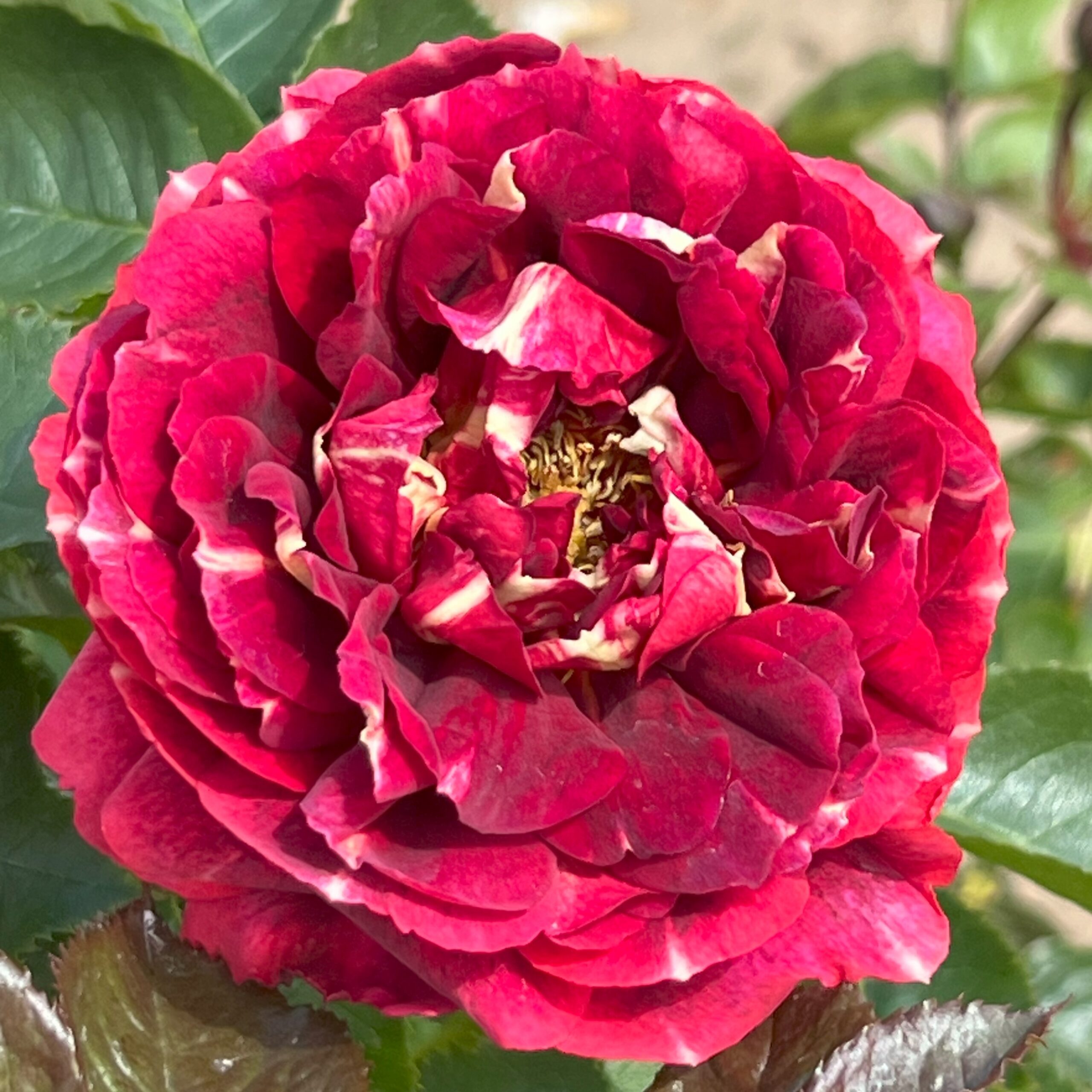 Shirley's Smile Shirley's Smile