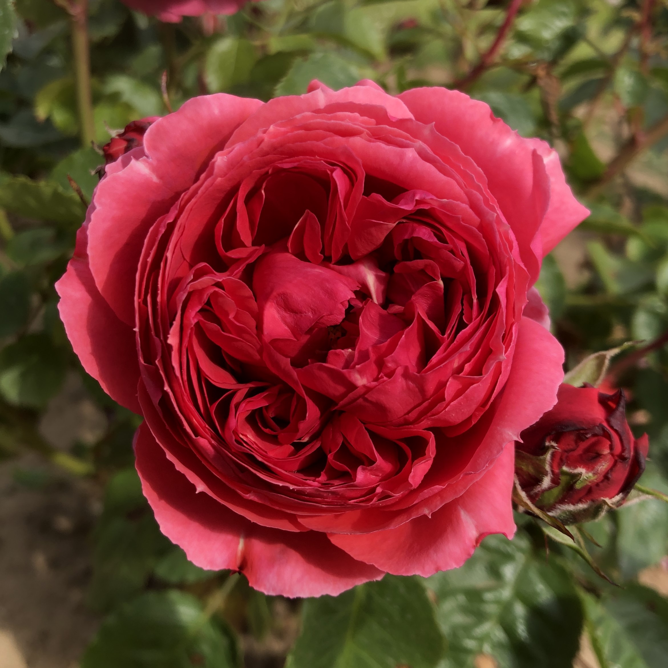 Shirley's Smile Shirley's Smile