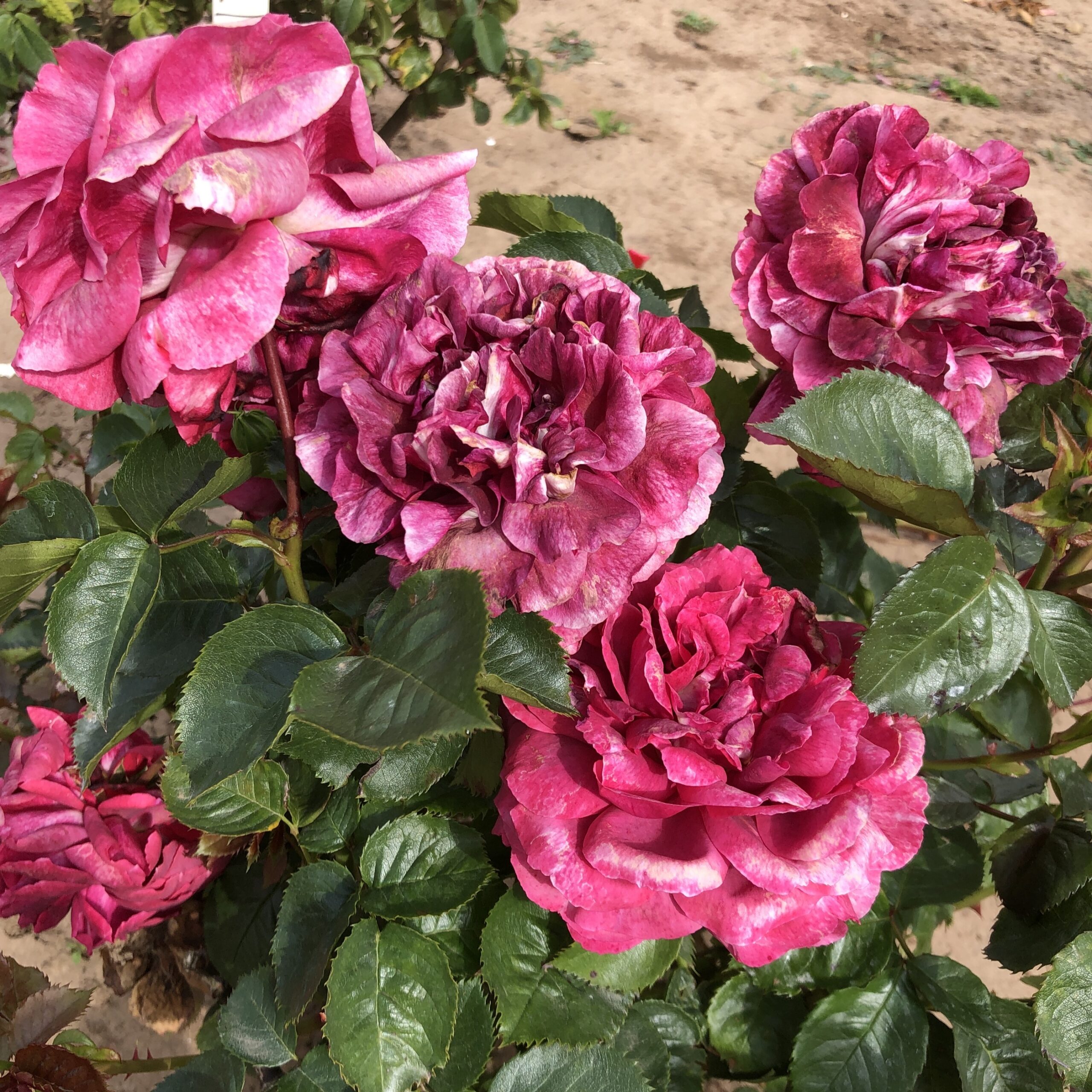 Shirley's Smile Shirley's Smile