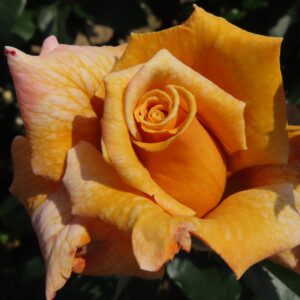 Terry's Rose