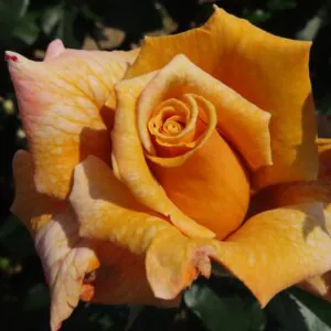Terry's Rose