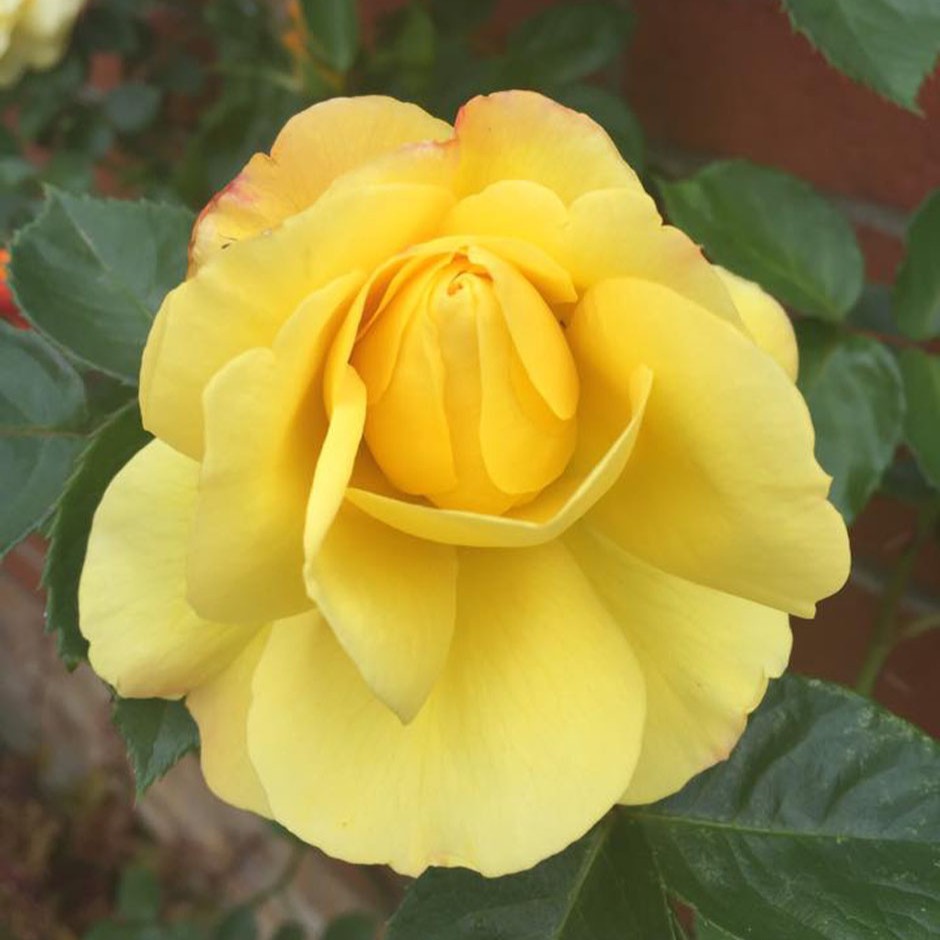 Colin's Choice Colin's Choice