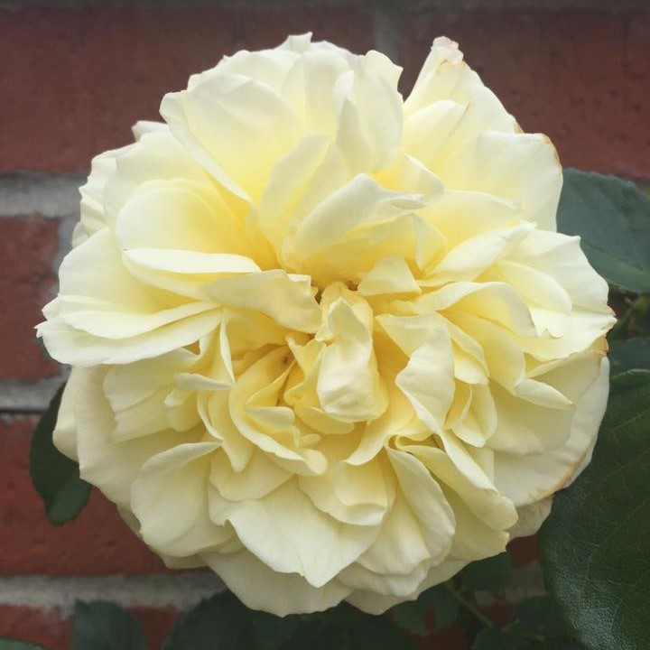 Colin's Choice Colin's Choice