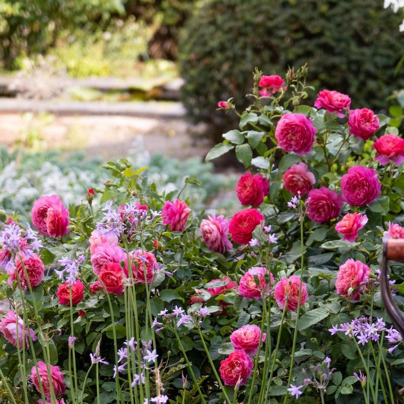 Emma Bridgewater Emma Bridgewater