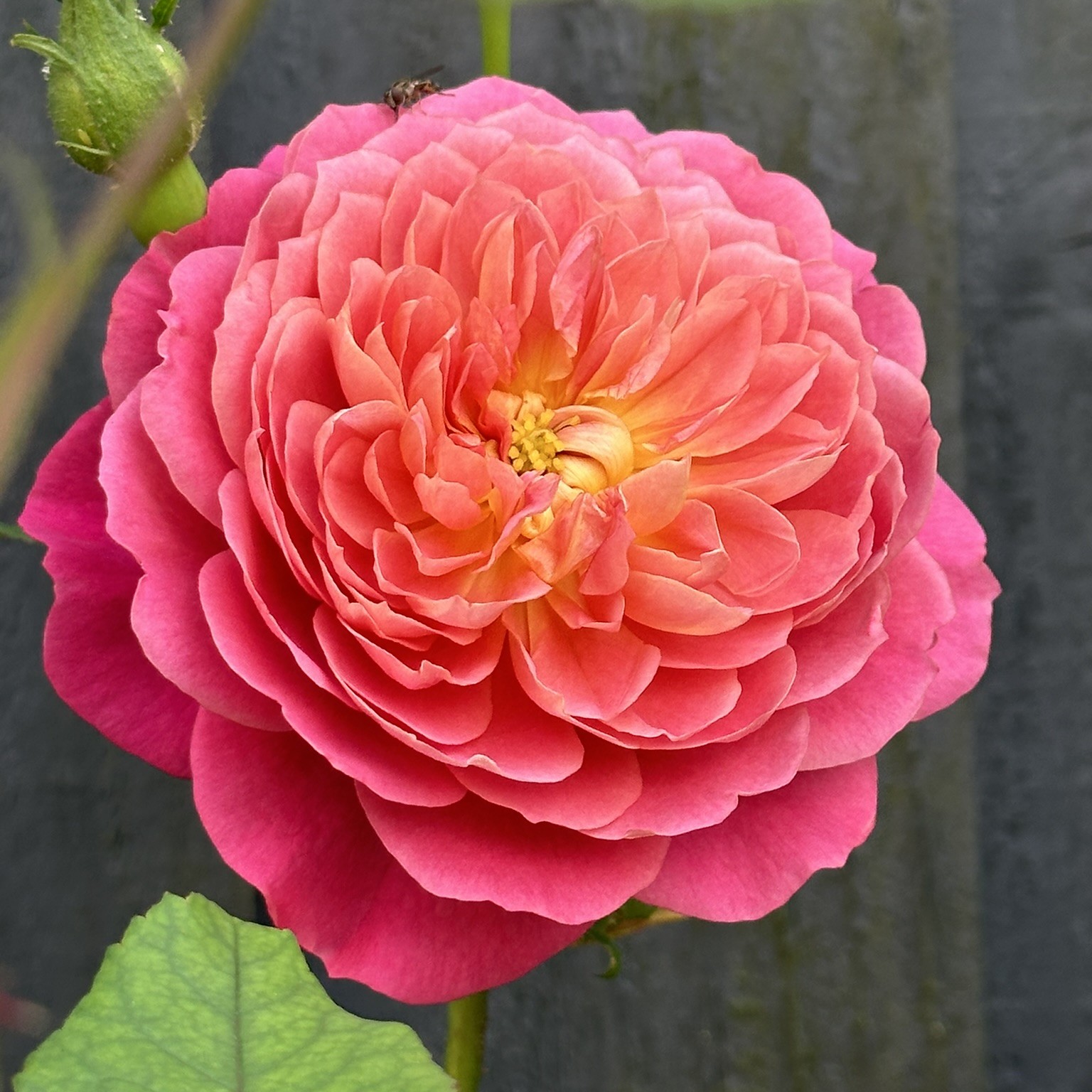 Emma Bridgewater Emma Bridgewater