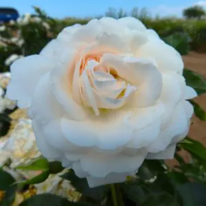 Joan's Jewel