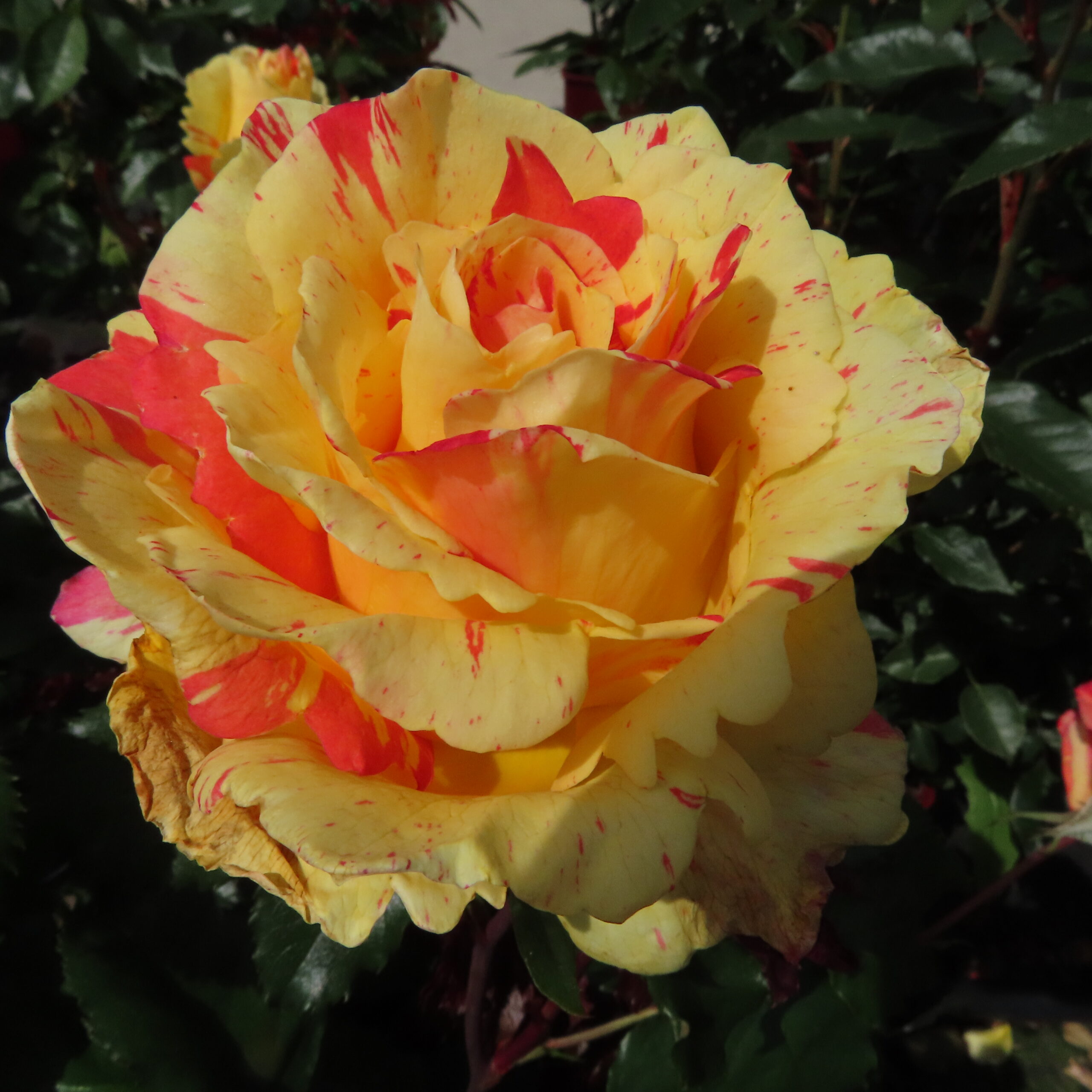 Alan's Sparkle Alan's Sparkle